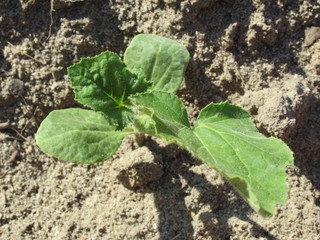 Squash Seedling