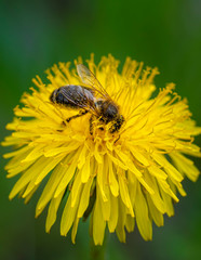 close-up shot of a bee covered with yellow pollen on a bright yellow dandelion