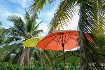 Red and yellow umbrella in the coconut tree garden with blue sky background. Colorful umbrella in green garden for decoration.