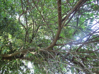 Tree canopy