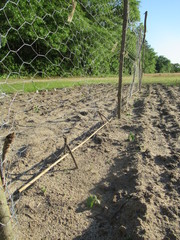 Home-made cucumber trellis
