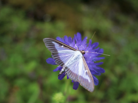 Pyrale du buis, la chenille est nuisible pour les buis dont elle d&eacute;vore les feuilles.