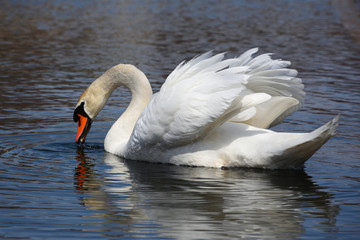Fototapeta premium white swan on the water