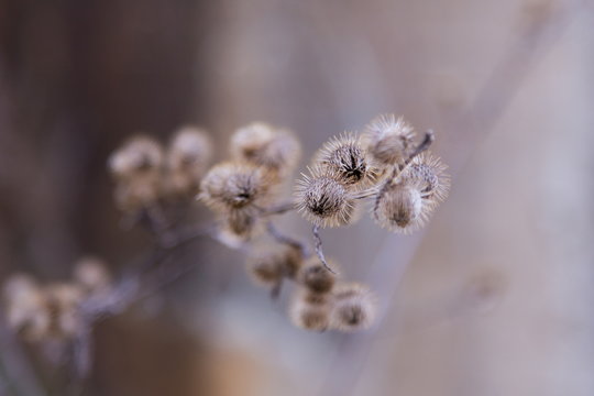 Selective focus closeup of lesser burdock dried flower heads from the previous year seen in the spring