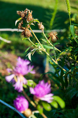 Meadow pink and purple flowers in the summer field. Live and dry. Opposites and contract. Nature landscape