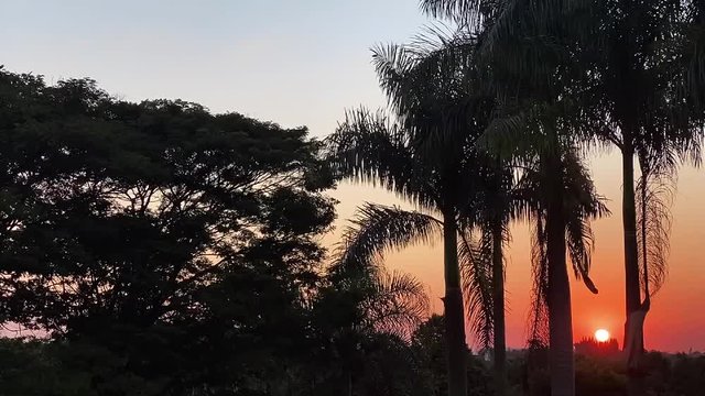 Time-lapse of sunset between palm tree trunks with beautiful sky