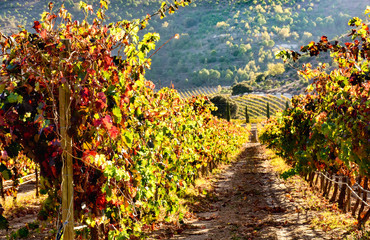 view of vineyards in autumn