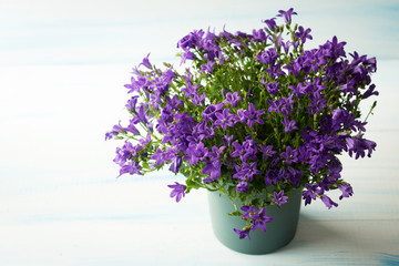 Naklejka na ściany i meble the flowers are lilac Campanula in the pot