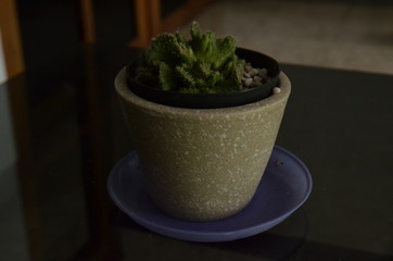 Potted cactus plant at living room