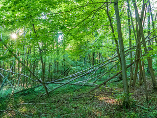 Fototapeta na wymiar Entwurzelte und umgestürzte Bäume nach einem Sturm im Wald