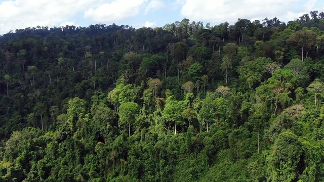  Dolly in of Aerial view of Asia rainforest. Flight over the jungle by Drone. Day time with clouds and blue sky.