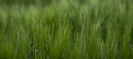 campi di grano in primavera