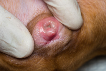 A 4-month old female pseudohermaphrodite  dog with large clitoris protruded from the vulva