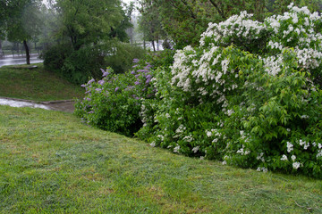 spring in the park