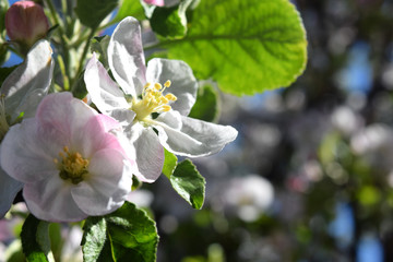 First Spring Flowers, Apple Tree In The Garden