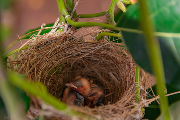 Eurasian blackcap chicks, (Sylvia atricapilla heineken), without feathers and closed eyes in the...