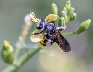 Macrophotography nature - Flower ans insect