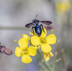Macrophotography nature - Flower ans insect