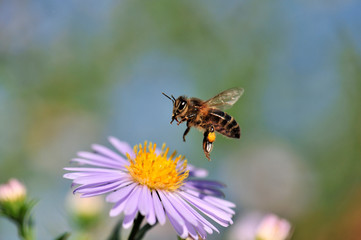 Abeille en vol sur une fleur Aster mauve