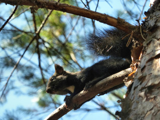 forest Siberian squirrel on a branch of a coniferous tree