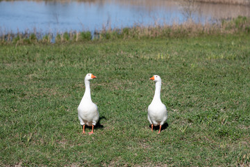 The white goose, two white geese in a Dutch farm field. Water in the background