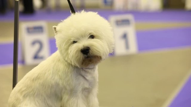 the dog on the show is waiting for its entry into the ring
