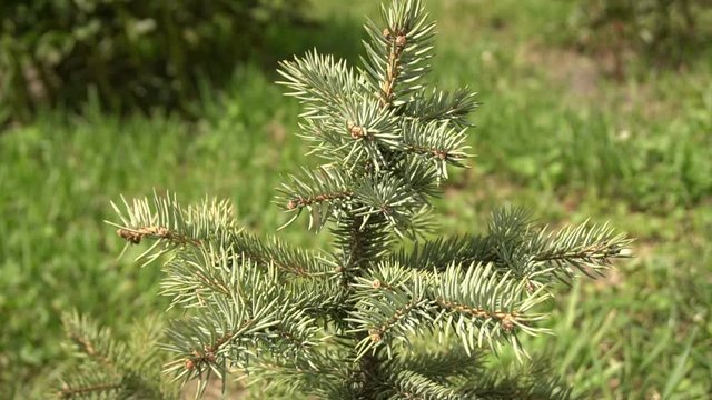 young blue fir tree growing in the garden