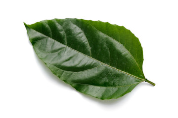 Obraz premium Isolate on white background of the natural leaves texture.