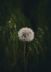 dandelion in the grass