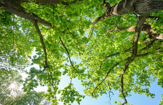 Look up into a beautiful green leaf canopy of high deciduous oak trees with lush foliage against clear blue sky with the sun. Seen in Germany in May.
