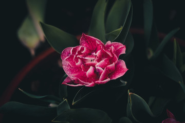 pink tulip with drops