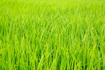 The green rice plant in the morning with drop of water. Fresh green grass in the morning in the countryside of Thailand. Can use for add text and abstract background.
