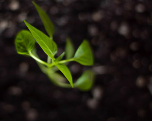 Green young plant grows from black chernozem soil closeup with blurry background