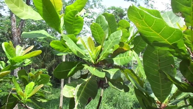 The cashew tree (Anacardium occidentale) with natural background