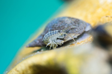 Fresh water Crab