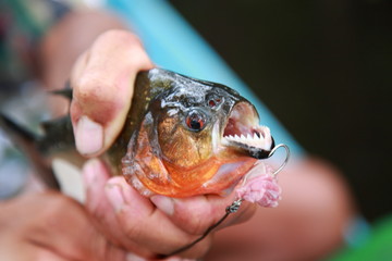 closeup of hand catching wild Sharp teeth Piranha with hook and bait in Amazon rainforest, Brazil