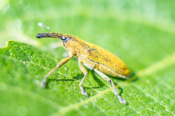 Macrophotography nature - Flower ans insect