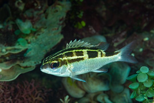 juvenile bridled monocle bream fish