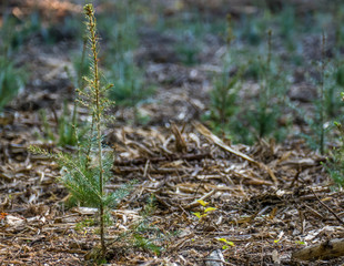 Wiederaufforstung nach Kahlschlag im Mischwald