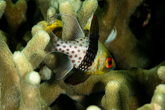 pajama cardinalfish fish on reef