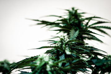 close up of marijuana cannabis plant