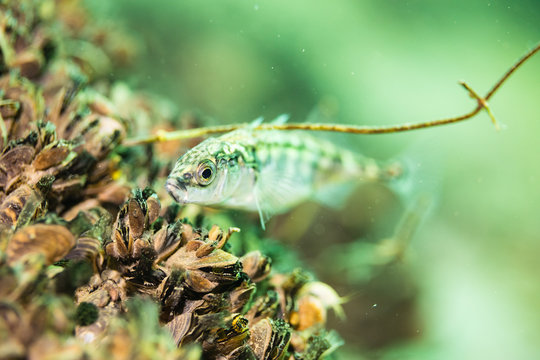 Fresh water fish
