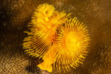 Fototapeta na wymiar yellow christmas tree worms on coral reef