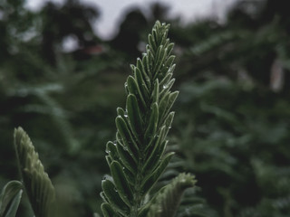 close up of pine needles