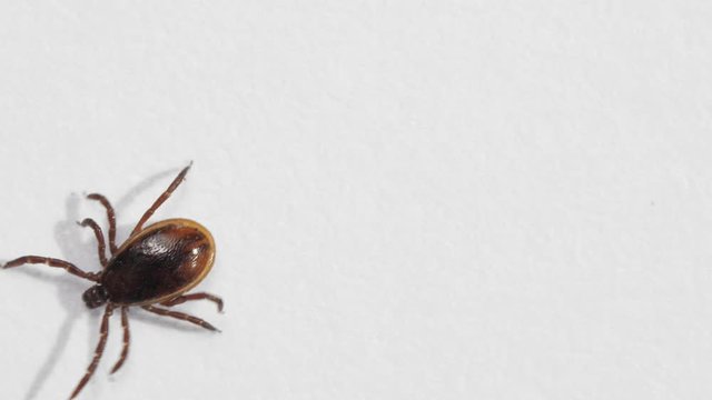 Ixodid tick crawls on a white background. Dangerous encephalitis parasite tick in the laboratory