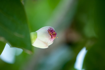 Fish poison tree (Barringtonia asiatica) young fruits and flower buds. Leaf, bark, fruit and seed of this ornamental plant