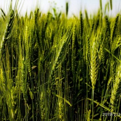 green wheat field