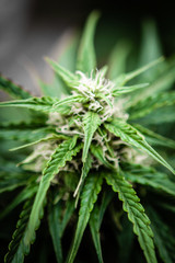 close up of marijuana cannabis plant