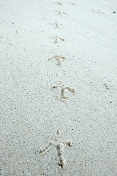 Birds footprints on sand