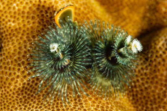 green christmas tree worms on coral reef